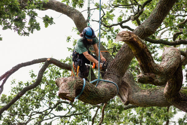 Best Stump Grinding and Removal  in Elmore, OH