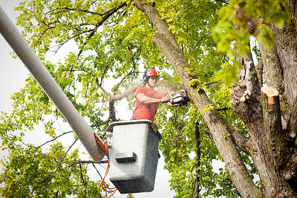 Best Arborist Consultation Services  in Elmore, OH