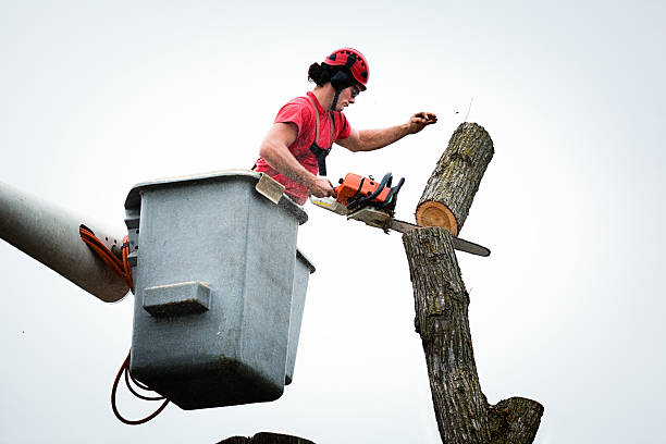 Best Tree Risk Assessment  in Elmore, OH